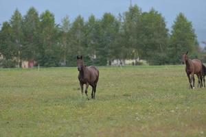 Horse portrait view photo