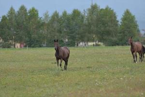 vista de retrato de caballo foto