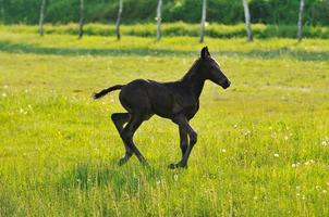 Baby horse view photo