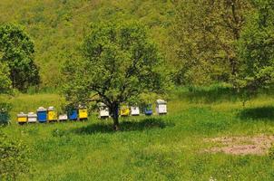 bee home at meadow photo