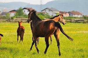 vista de la naturaleza del caballo foto