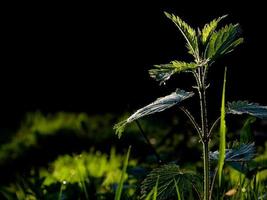 fresh flower and grass background with dew  water drops photo