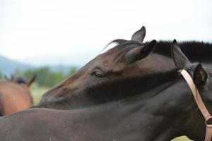 Horse portrait view photo