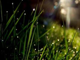 fresh flower and grass background with dew  water drops photo