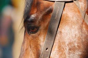 horse portrait view photo