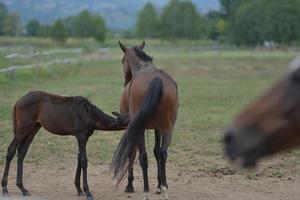 Horse portrait view photo