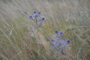 summer landscape view photo