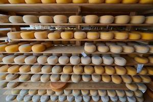 Cheese factory production shelves with aging old cheese photo