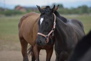 Horse portrait view photo