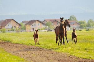 horse nature view photo