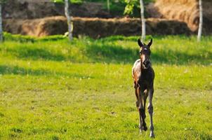 Baby horse view photo