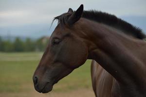 Horse portrait view photo