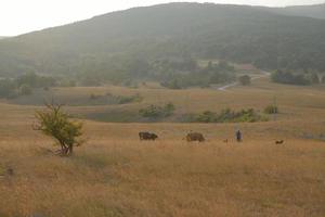 summer landscape view photo