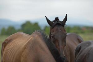 Horse portrait view photo