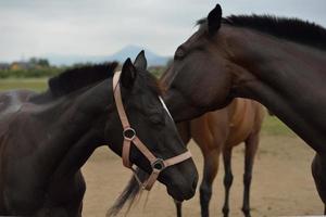 Horse portrait view photo