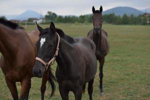 Horse portrait view photo