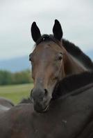 Horse portrait view photo