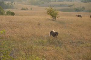 summer landscape view photo