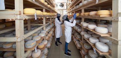 business woman team in local  cheese production company photo