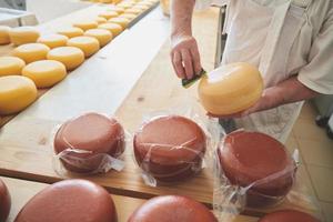 Cheese maker at local  production factory photo