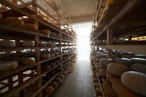 Cheese factory production shelves with aging old cheese photo