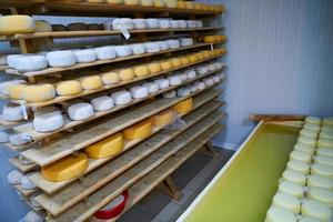 Cheese factory production shelves with aging old cheese photo