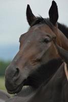 Horse portrait view photo