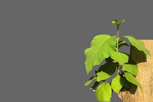 Isolated young teak branches on teak trunk with clipping paths. photo