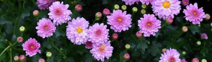 fondo de flor de crisantemo rosa, enfoque suave y selectivo. foto