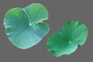 Isolated waterlily or lotus plants with clipping paths. photo