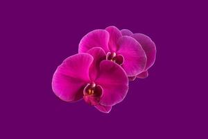 isolated vanda orchid flower with clipping paths. photo