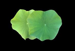 Isolated waterlily or lotus plants with clipping paths. photo