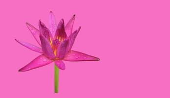 Isolated waterlily or lotus flower with clipping paths. photo