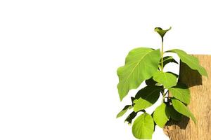 Isolated young teak branches on teak trunk with clipping paths. photo