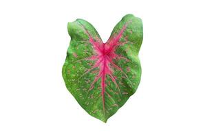 Isolated Alocasia Caladium leaf on white background with clipping paths. photo