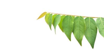 Isolated star gooseberry or Phyllanthus acidus leaves with clipping paths. photo