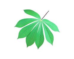 Isolated cassava or tapioca leaf with clipping paths. photo