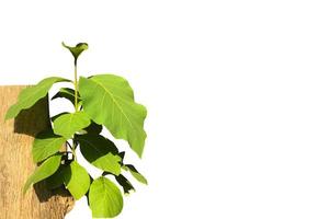 Isolated young teak branches on teak trunk with clipping paths. photo