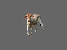 Isolated bastard brahman cow with clippig paths. photo