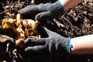 Homeowner is slicing rotten fruits and vegetables on wooden table in the backyard to mix together for composting. Soft and selective focus on fruits, concept for waste management at home. photo