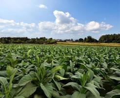 Tobacco garden in local asian countries. photo