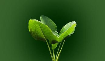 Isolated colocasia morning dew leaf and colocasia milky way leaf with clipping paths. photo