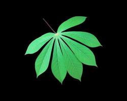 Isolated cassava or tapioca leaf with clipping paths. photo