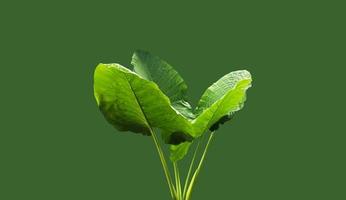 Isolated colocasia morning dew leaf and colocasia milky way leaf with clipping paths. photo