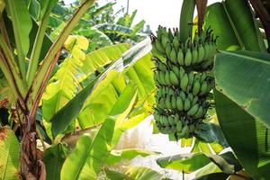 Banana Branch Green Banana Forest background photo