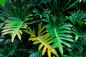 green leaves for background and wallpaper. closeup nature view of green leaf and palms background. Flat lay, dark nature concept, tropical leaf photo