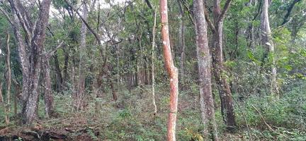 Dense and green forest on the outskirts of Yogyakarta, Indonesia photo