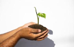 hands hold the soil with plant seeds. nature photos for the environment and farmers