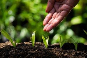 manos de hombres regando semillas de plantas para el tema de la agricultura foto