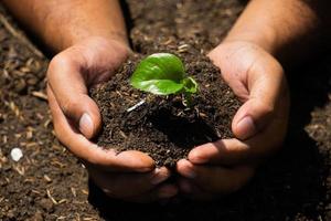 hands hold the soil with plant seeds. nature photos for the environment and farmers